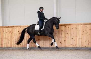 Sport-Warmbloods-International