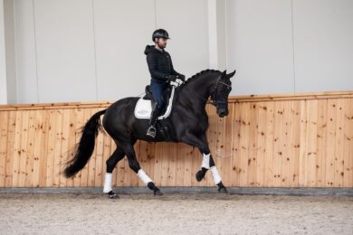 Sport-Warmbloods-International