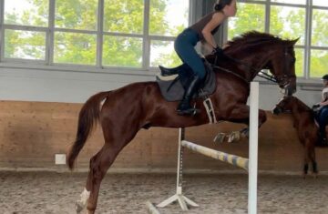 Stallion-Russia-For-sale