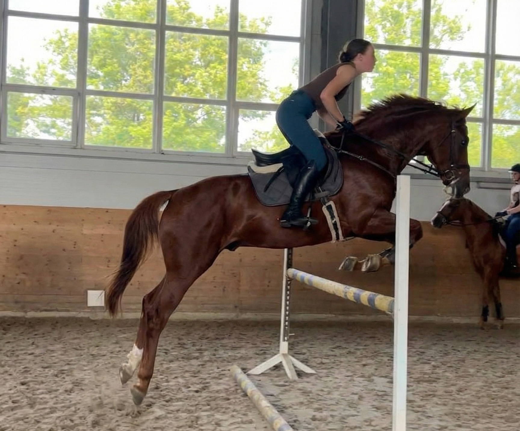 Stallion-Russia-For-sale