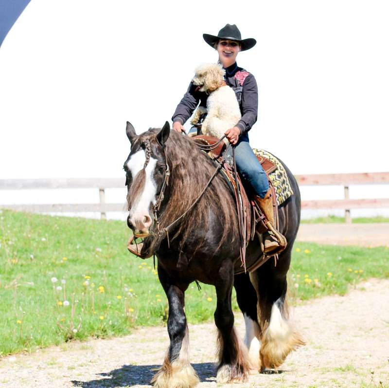 Star-Boy-Gypsy-Vanner-Gelding11