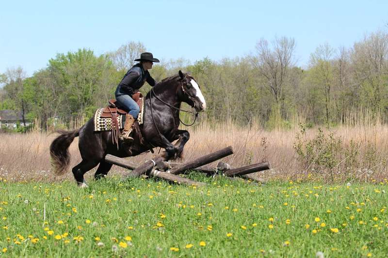 Star-Boy-Gypsy-Vanner-Gelding12-1