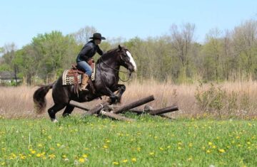Star-Boy-Gypsy-Vanner-Gelding12