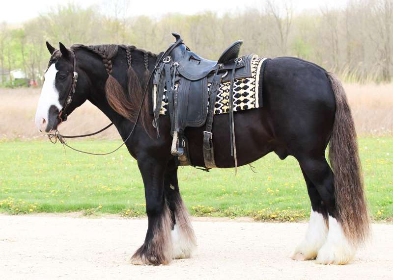 Star-Boy-Gypsy-Vanner-Gelding8