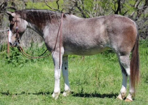 Strawberita-Mustang-Mare