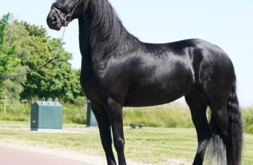 Stunning-Black-Friesian-Gelding-Horse-