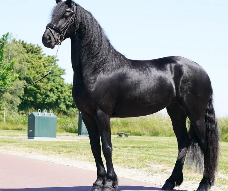 Stunning-Black-Friesian-Gelding-Horse-