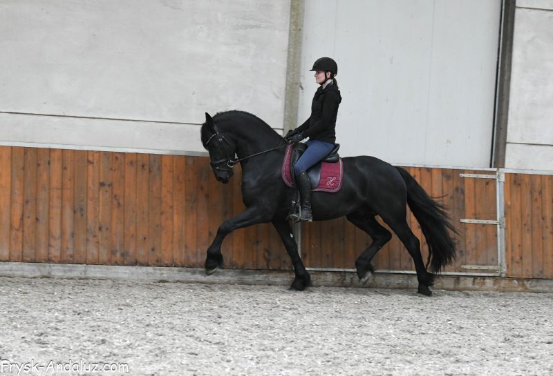 Stunning-Friesian-Gelding-Horses-Here
