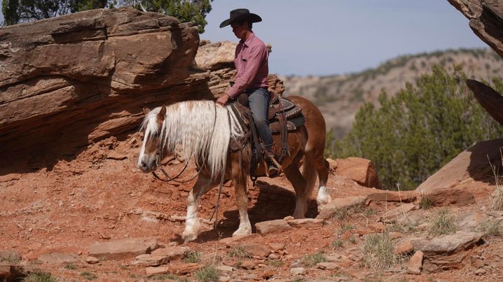 Sunny-Haflinger-Gelding