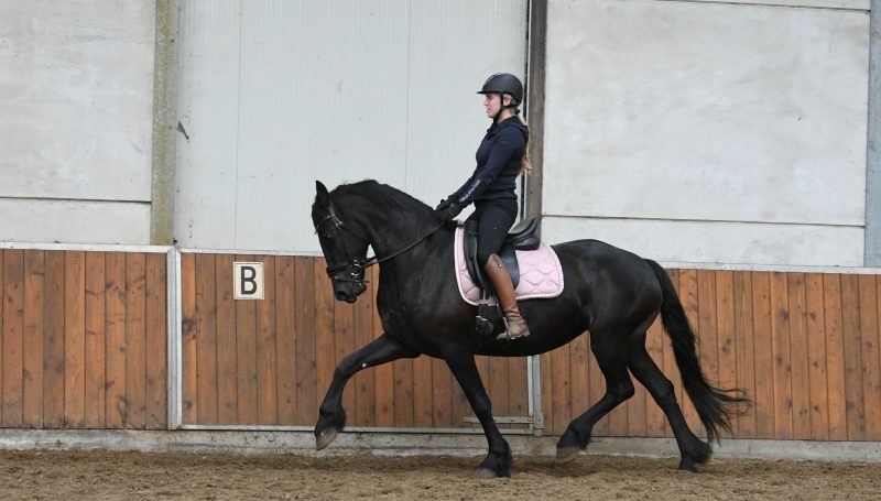 Susan-Friesian-Mare1