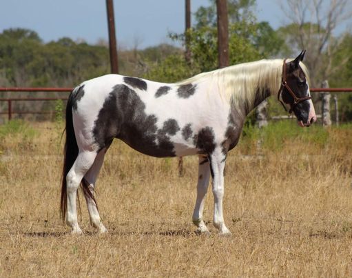Sweet-Candy-Cane-Tennessee-Walking-Mare-Horses