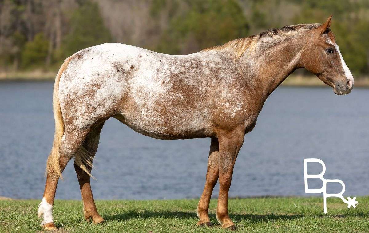Sweets-Appaloosa-Mare