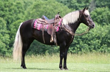 Sydney-Rocky-Mountain-Mare