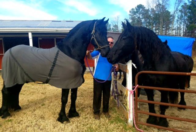 Adorale Black Friesian Horse