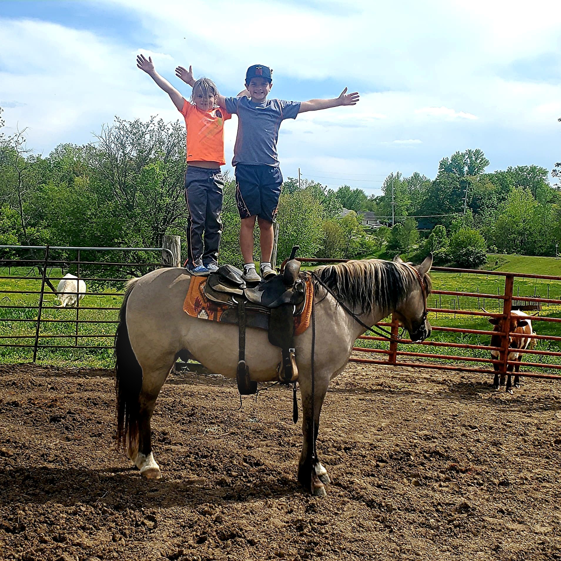 Ten-Bears-Mustang-Gelding