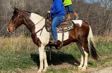 The-Big-Show-Saddlebred-Gelding