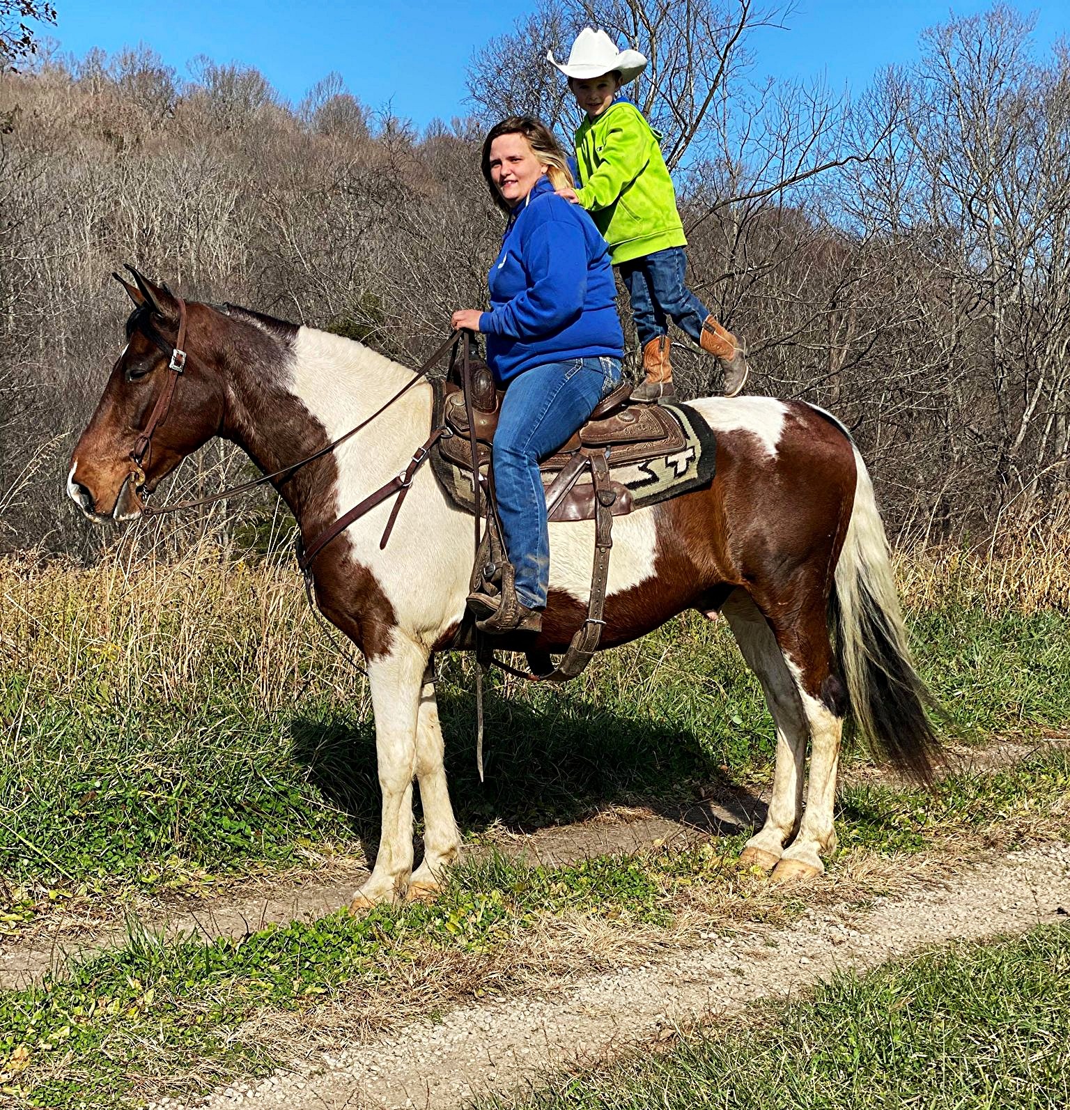 The-Big-Show-Saddlebred-Gelding