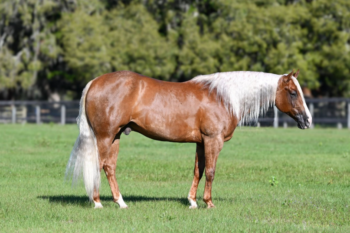 Ticket-Quarter-Gelding-1