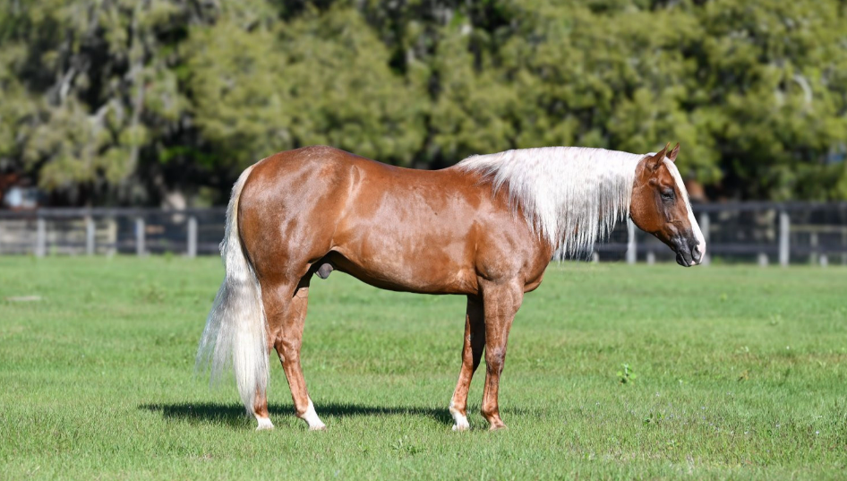 Ticket-Quarter-Gelding-1