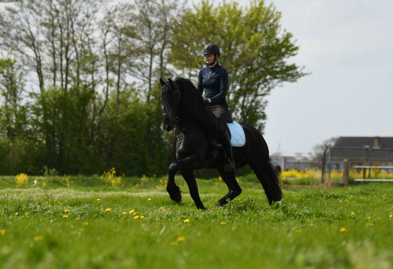 Tim-Friesian-Stallion