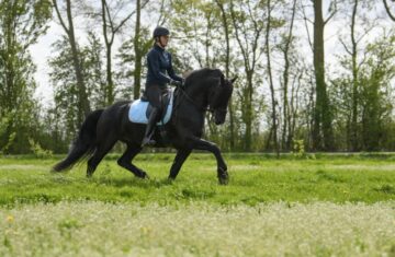 Tim-Friesian-Stallion1