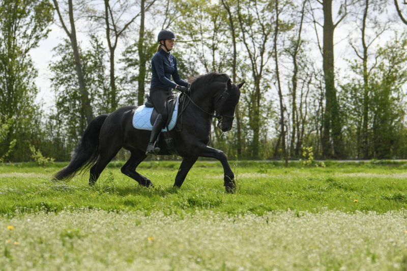 Tim-Friesian-Stallion1