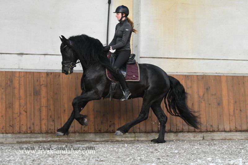 Tim-Friesian-Stallion16-1