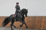 Tim-Friesian-Stallion19-1
