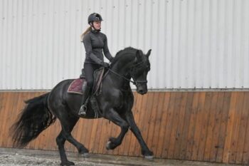 Tim-Friesian-Stallion19-1