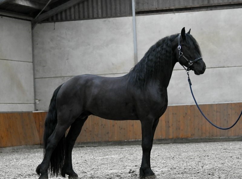 Tom-Friesian-Stallion2