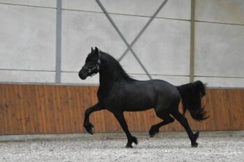 Tom-Friesian-Stallion4