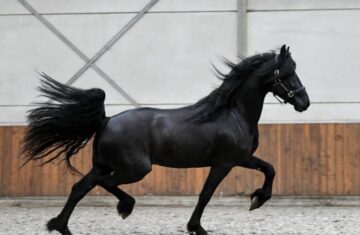 Tom-Friesian-Stallion5