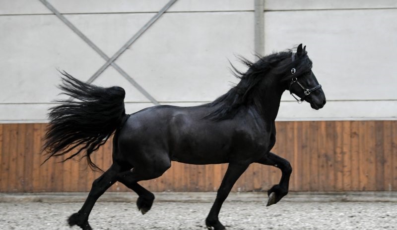 Tom-Friesian-Stallion5