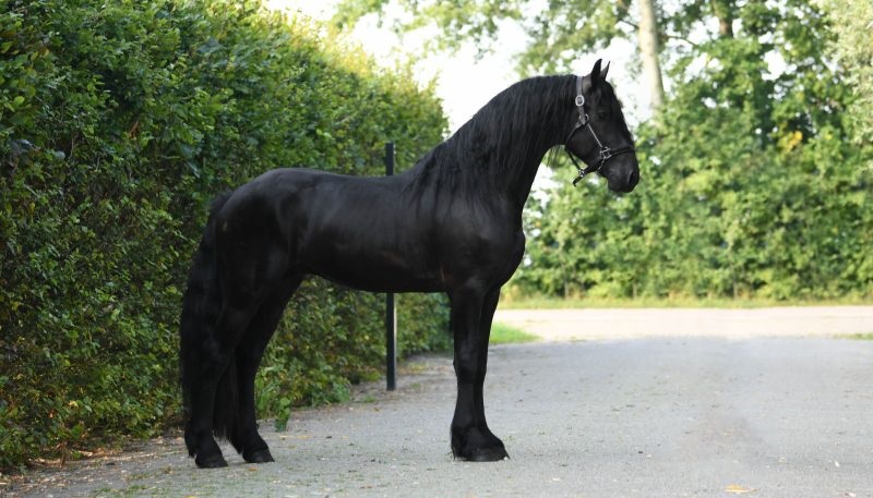 Tom-Friesian-Stallion7
