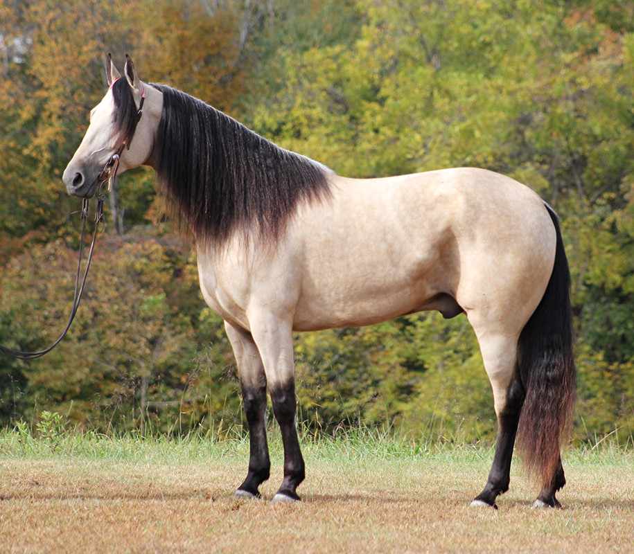 Tonka-Tennessee-Walking-Gelding