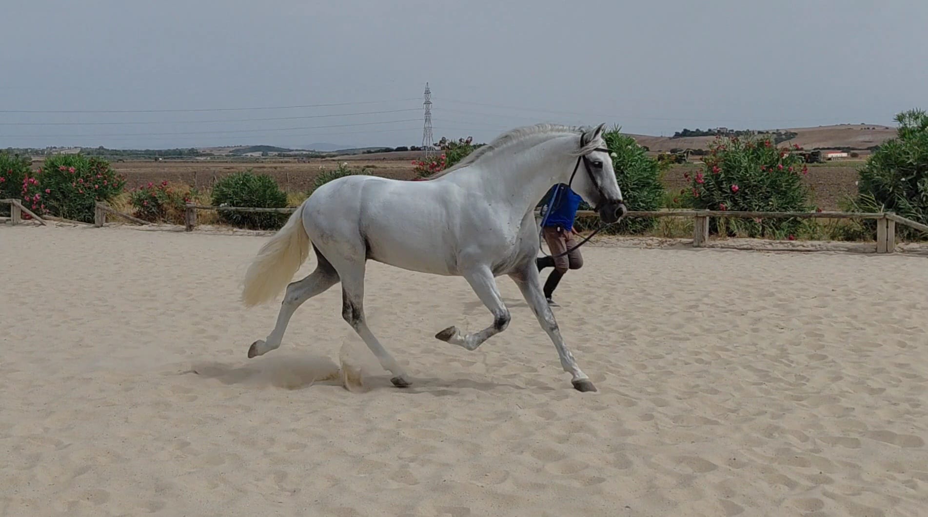 Travieso-AD-II-3