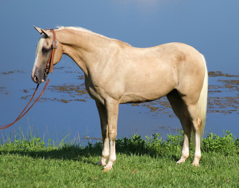 Trigger-Tennessee-Walking-Gelding