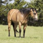 Tuf-2015-Buckskin-AQHA-Gelding