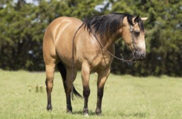 Tuf-2015-Buckskin-AQHA-Gelding