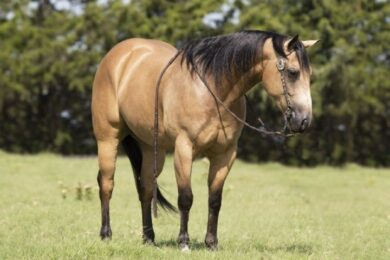 Tuf-2015-Buckskin-AQHA-Gelding