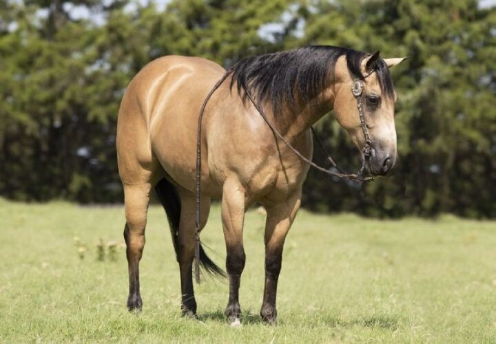 15H Buckskin Quarter Horse Gelding