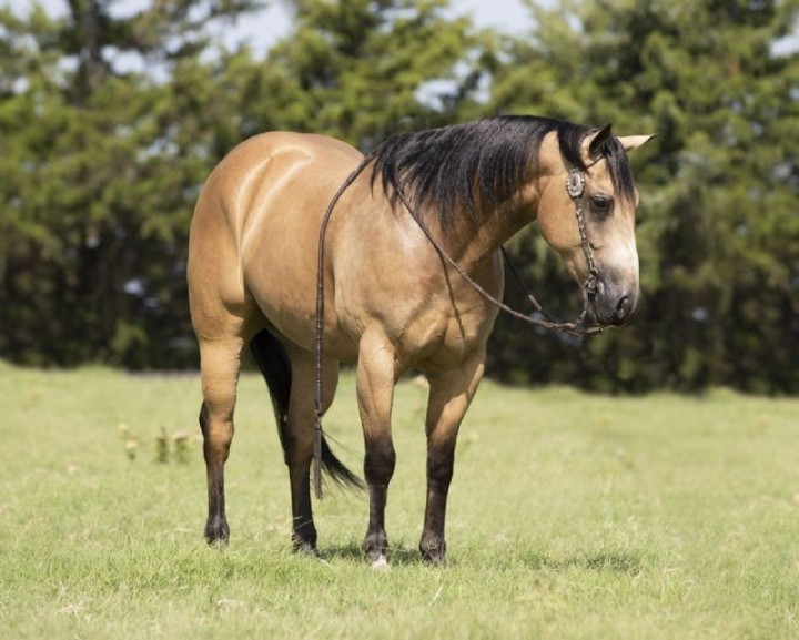 Tuf-2015-Buckskin-AQHA-Gelding