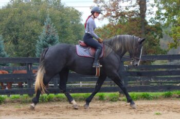 Tulip-Warmblood-Mare-1