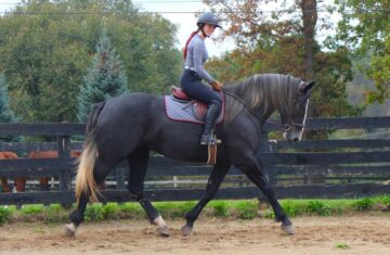 Tulip-Warmblood-Mare