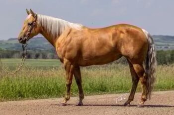 Twisted-QT-Quarter-Mare-1
