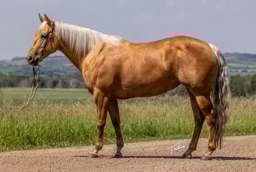 Twisted-QT-Quarter-Mare-1