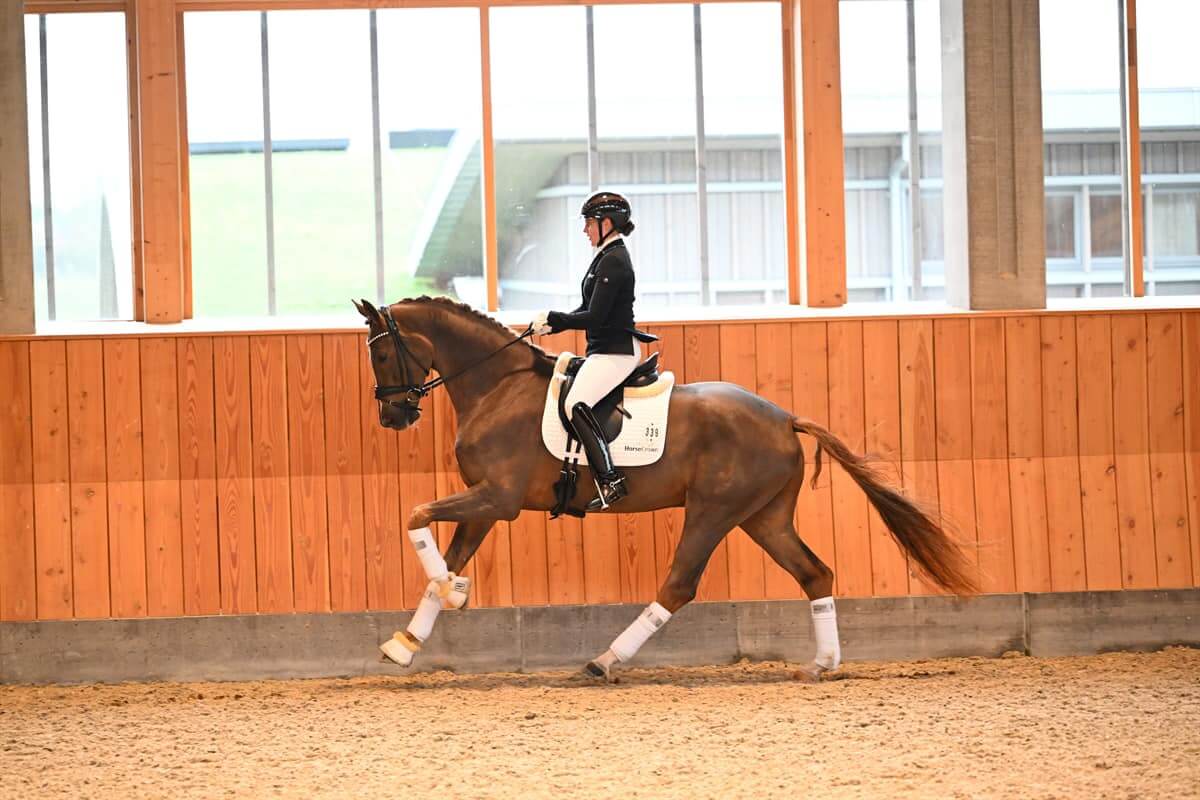 Vallentin-Dressage-horses