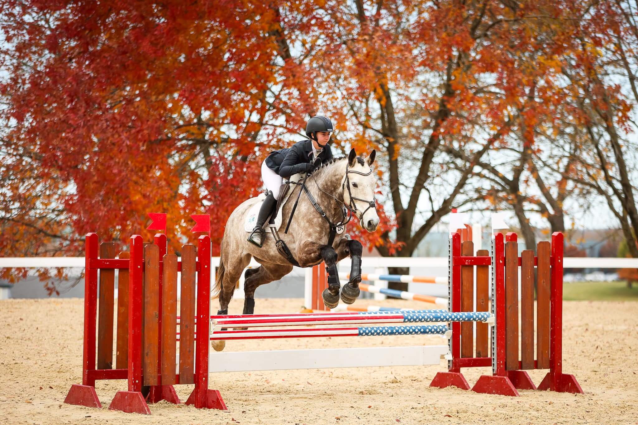 Verona-Equestrian-horses-for-sale