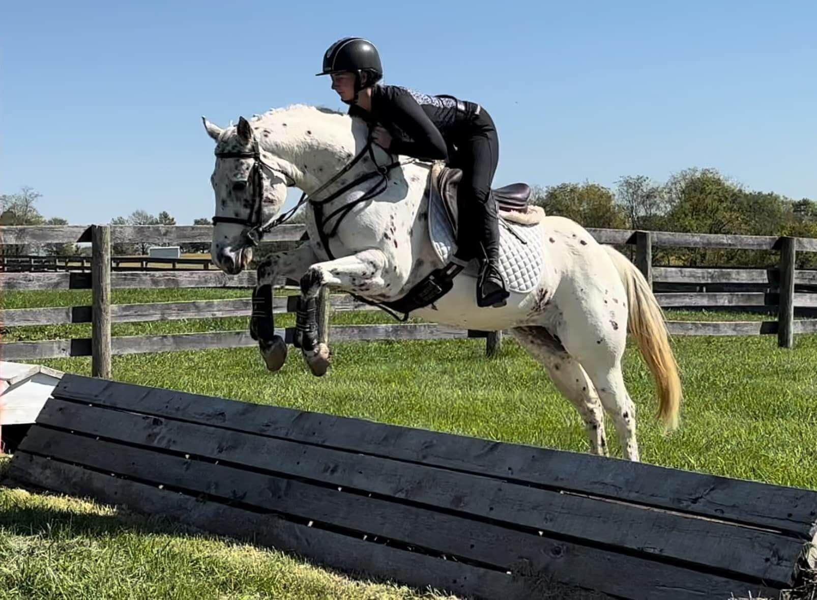 Verona-Equestrian-sport-horses-