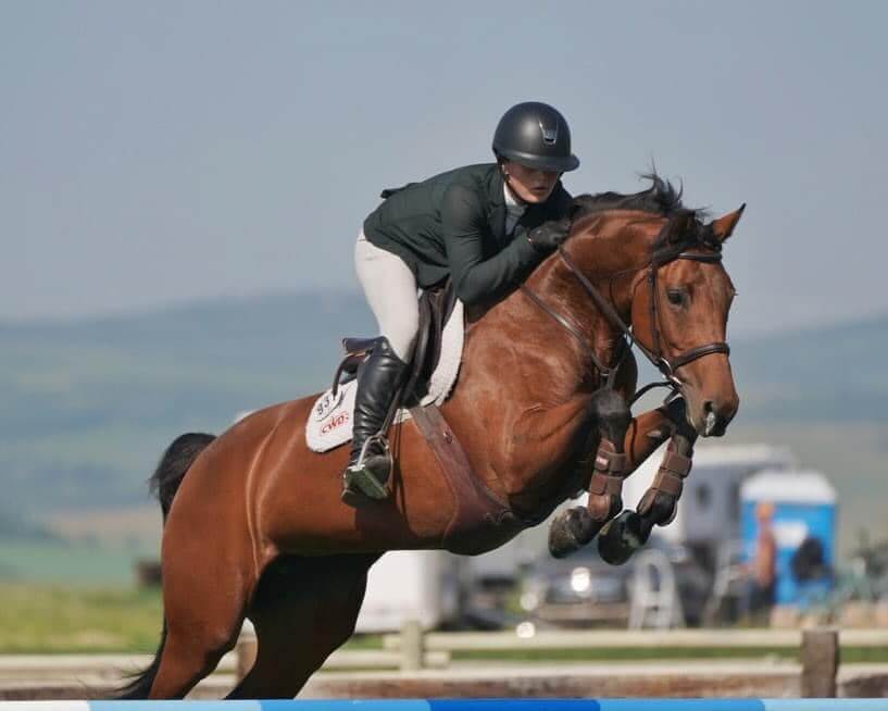 Wachter Horses